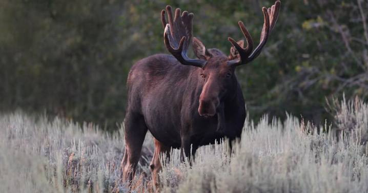 Heat check: GYE study examines large mammals’ responses to rising temperatures