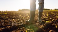 The Invasive 'Weed' That May Help Improve Your Soil's Health