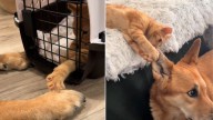 In California, A Senior Dog And A Stray Kitten Form An Unbreakable Bond