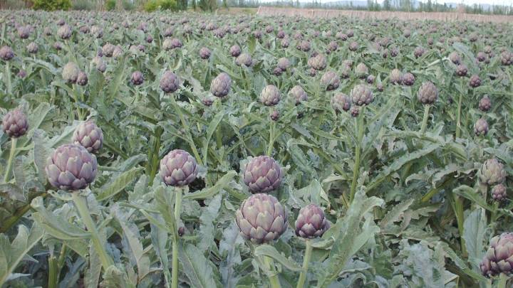 Alcauciles: campo y gastronomía para mostrar una producción clave