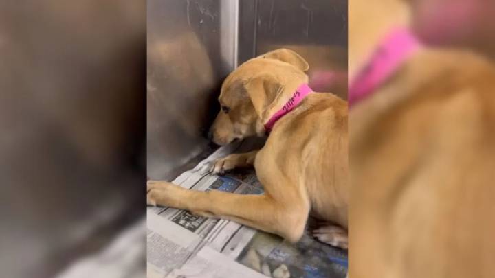 California Rescuers Find Frightened Puppy Trembling Alone In Her Shelter Kennel