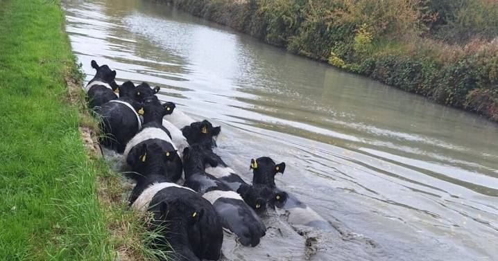 Fire service help rescue cows swimming in canal