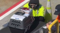 Washington's Airport Staff Are Left Speechless By An Unexpected Find In A Kennel