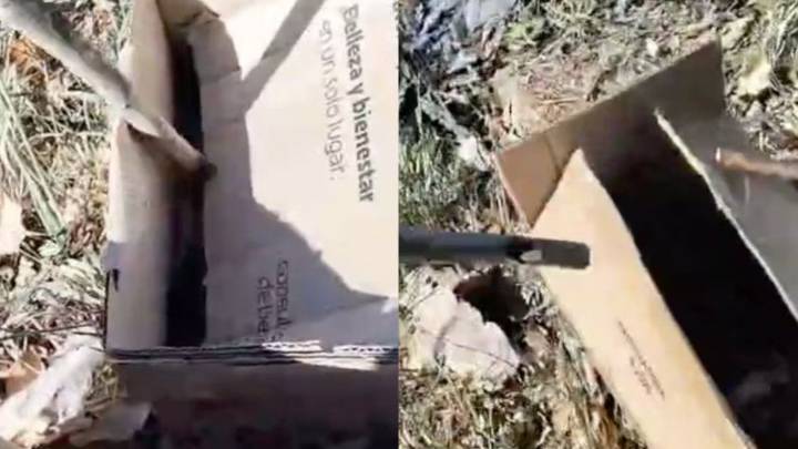 Macabro hallazgo en La Plata: encuentran varias cabezas de animales en cajas