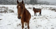 Brumbies' special protection in alpine park set for axe
