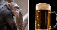¿Monos borrachos? Chimpancés consumen el equivalente a medio litro de cerveza al día