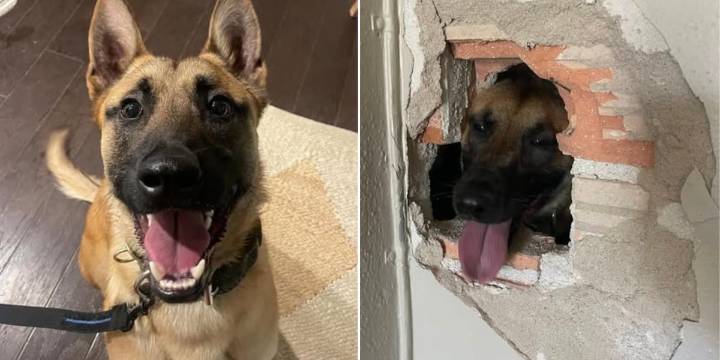 CSPD K9 stabbed multiple times while taking barricaded suspect into custody