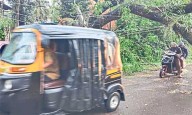 Moodbidri: Heavy rain and gale winds uproot trees, disrupt power supply