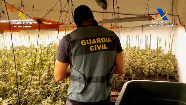 Cae una red en Málaga dedicada al cultivo y exportación de marihuana a países europeos