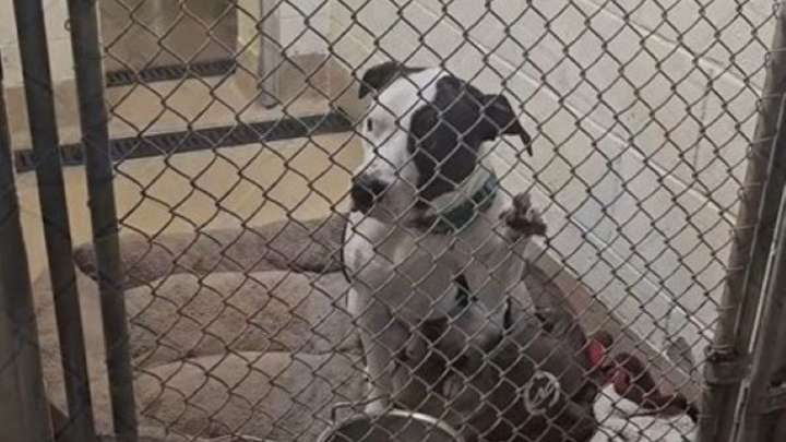 Florida Pup Left Behind Twice Waits With His Paw Outstretched, Hoping Someone Will Finally Choose Him