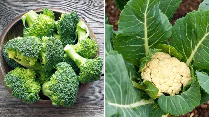 Broccoli vs. Cauliflower: Which Packs More Power, How to Cook Them Right & 6 Easy Recipes