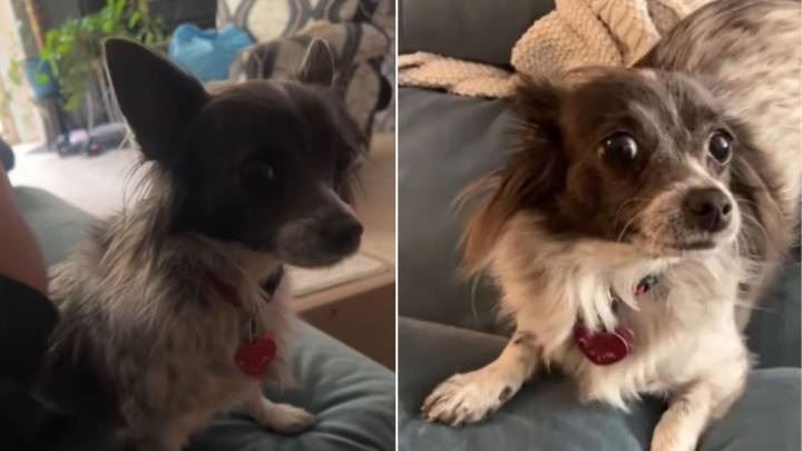 California Woman Adopts Chihuahua, Then Learns Her Dog’s True Breed Is Something Else Entirely