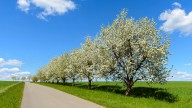 Tres variedades de árboles frutales que los jardineros veteranos del país vecino plantan en otoño sí o sí