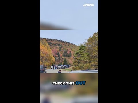 Now is the best time to leaf peep in the North Carolina mountains