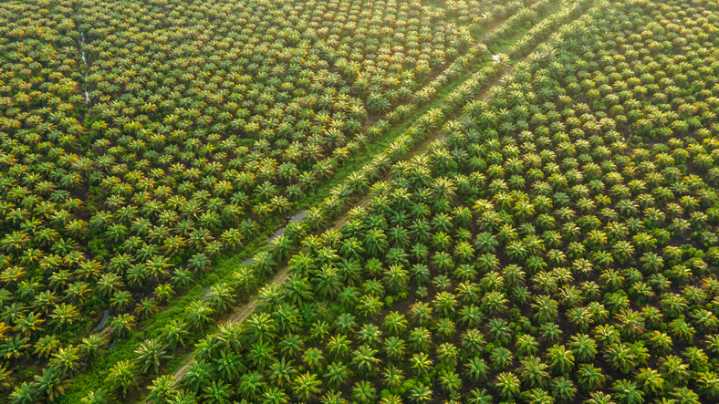Businesses look to import palm oil sustainably as EU legislation bites