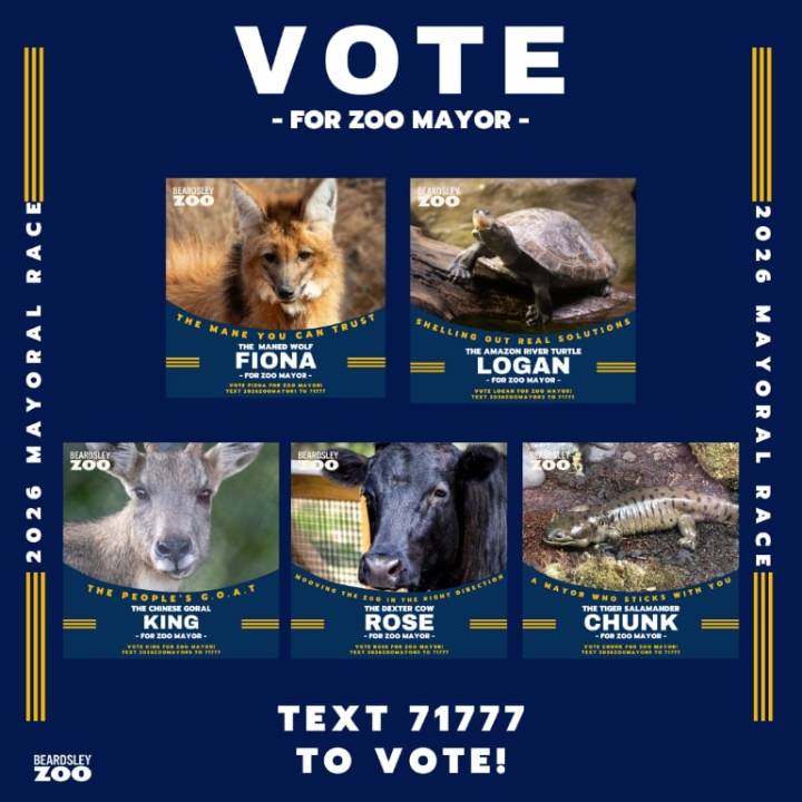 CT zoo holding its own mayoral election