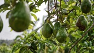 Si las hojas de la palta están secas no sólo puede ser por falta de riego, según un experto