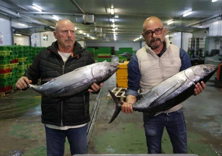 Finaliza la costera de bonito con un 68% de la cuota consumida y mejores precios