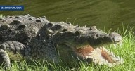 Officials remove Florida crocodile after it was seen with dog inside its mouth