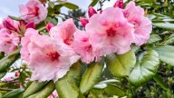 The Timing Tip You Should Know Before You Take Cuttings From Your Evergreen Plants