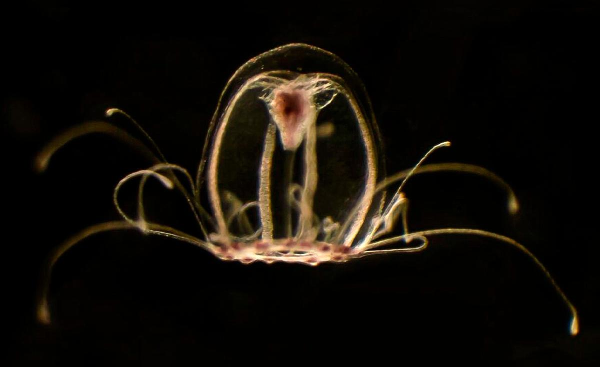 La especie del mar ‘inmortal’ que es capaz de revertir su ciclo de vida indefinidamente
