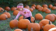 Looking for a pumpkin patch? Here are 15 in and around Rockford