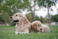 Pets of the Month