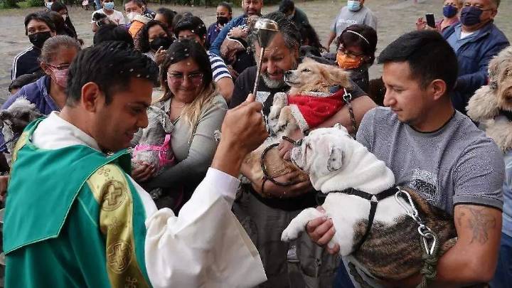 ¿Por qué millones de personas llevan a sus mascotas a la iglesia cada 4 de octubre?