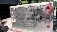 Man attacked and killed by his own dogs in Bacliff, Galveston County Sheriff's Office says