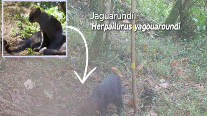 ¡Qué belleza! Apareció un jaguarundí en zona protegida de Itagüí