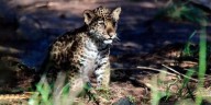 Yazu, bebé jaguar y esperanza de salvación de su especie