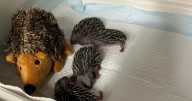 Dumbarton Hedgehog centre pleads for help as demand 'doubles' after SSPCA changes