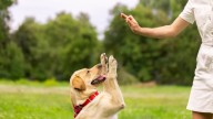 Aprender a entrenar perros disminuye el envejecimiento biológico y el estrés