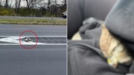 Pennsylvania Man Saves Injured Animal On Highway When Everyone Else Passed By