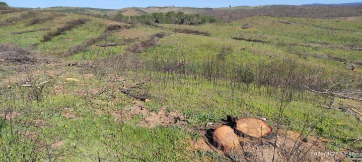 Un estudio de la UCA vincula la densidad de pinos con incendios más intensos