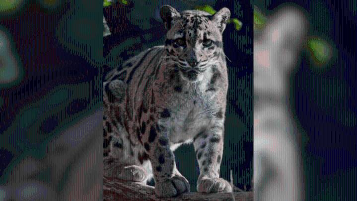 Sacramento Zoo announces death of female clouded leopard 'Serai' to community