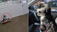 Michigan Owner Sends Her Dog To Daycare To Make Friends, But She Has Other Plans