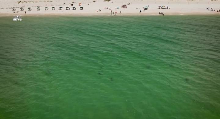 Alabama introduces shark alerts via Wireless Emergency System: how it works