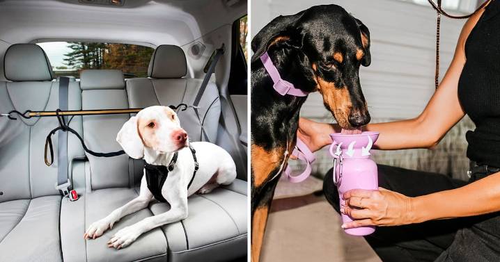 55 Weird Things For Your Dog That Are So Damn Clever