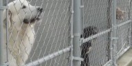 Several dogs adopted after more than 20 were abandoned three months prior