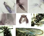 Detectan nueva especie invasora de mosquito en Yucatán, ¿Qué se sabe y cuál es la alerta?