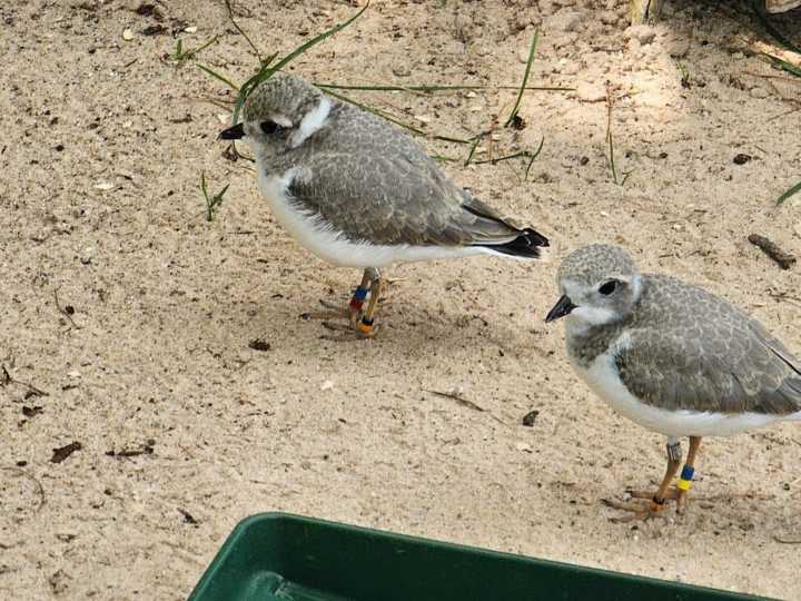 Cómo un ave diminuta en peligro de extinción se convirtió en la guardiana de las costas de EEUU