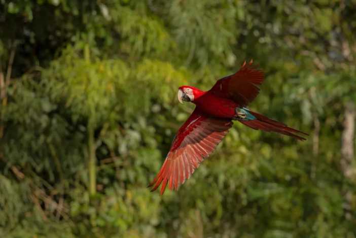 Risaralda: alarmantes cifras de tráfico de fauna y flora y estrategia de control