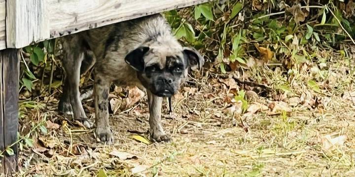 Elusive dog at park draws concern of Glasgow community