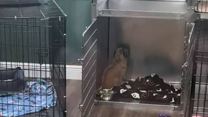 Florida Pup Sits Facing Wall In Silence Until A Video Brings Her Back To Life