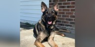 Lenoir County Sheriff’s Office looking for missing K9 after escaping kennel