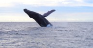 Autoridades piden respetar la temporada oficial en Los Cabos tras avistamientos anticipados de Ballenas