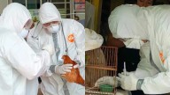 Refuerzan vigilancia sanitaria ante migración de aves silvestres de Canadá y EU
