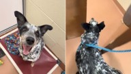 Dog’s Smile Fades As He Realizes He’s Going Back To The Washington Shelter After A Perfect Day