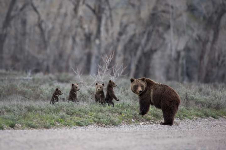 One year later: Grizzly 399's legacy lives on across the world